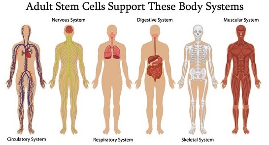 Benefits Of Adult Stem Cells 3
